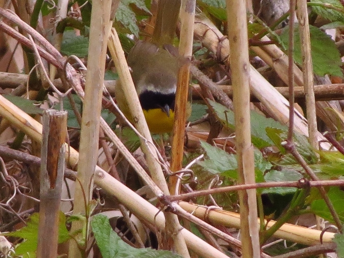 Common Yellowthroat whose name I will likely never remember.