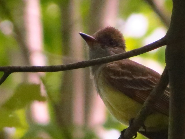Great Crested Flycatcher before he flew away.  We heard him at Great Swamp, but got good looks at Lord Stirling Park.