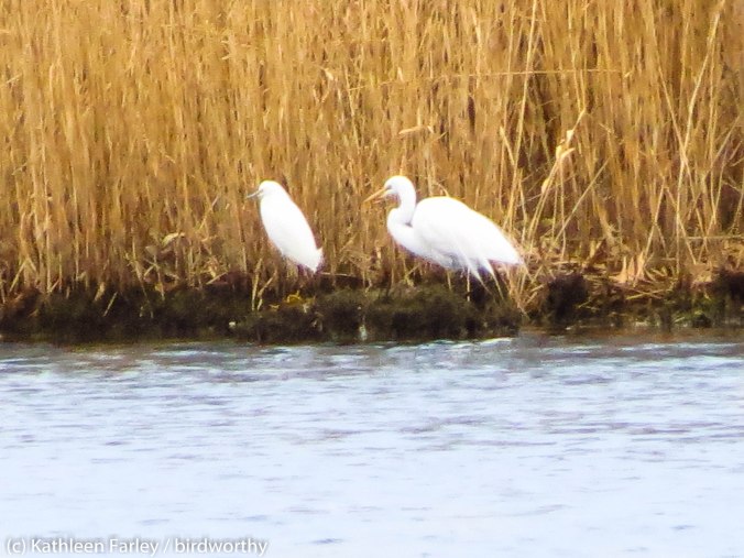 Convenient side by side review of Snowy and Great Egrets.  NJ Meadlowlands. Taken on March 29, 2014.