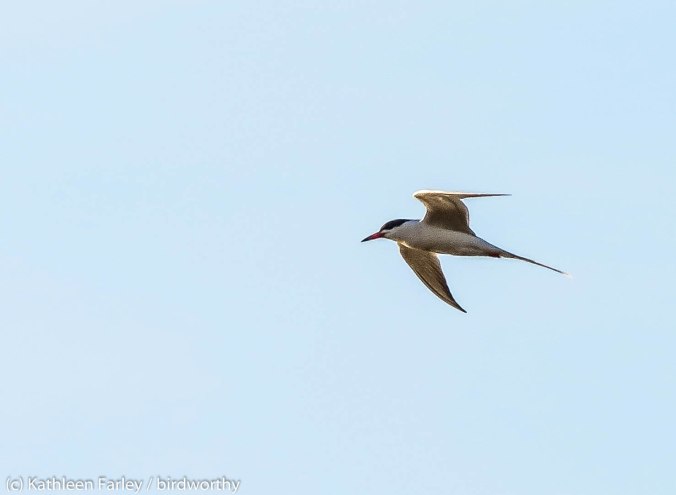 Forester's Tern returns to NJ.  Meadowlands, NJ. Photo taken May on 1, 2014.