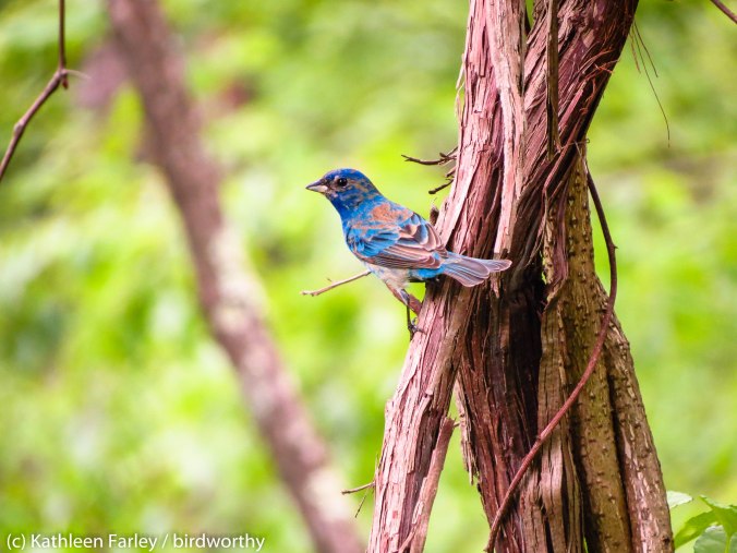 Indigo Bunting. Some day I'll get it's song down. Doodletown, NY. Photo taken May 27, 2014.