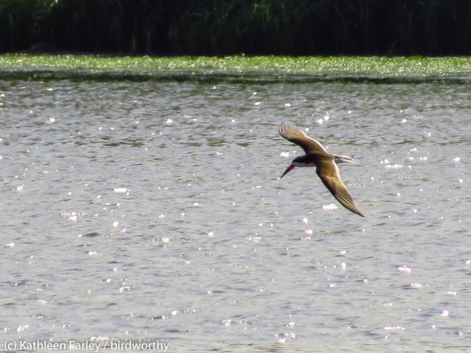 Black Skimmer swoops down to scoop along the water. NJ Meadowlands. Photo taken on May 29, 2014.