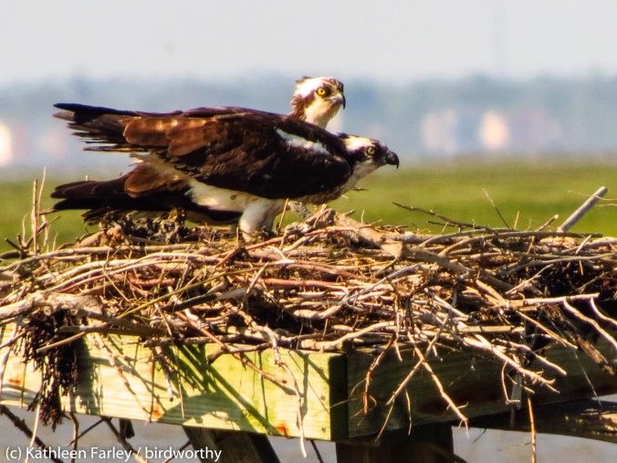 Osprey parents feed at the nesting platform. Brigatine / Forsythe NWR, NJ. Photo taken on May 31, 2014. 