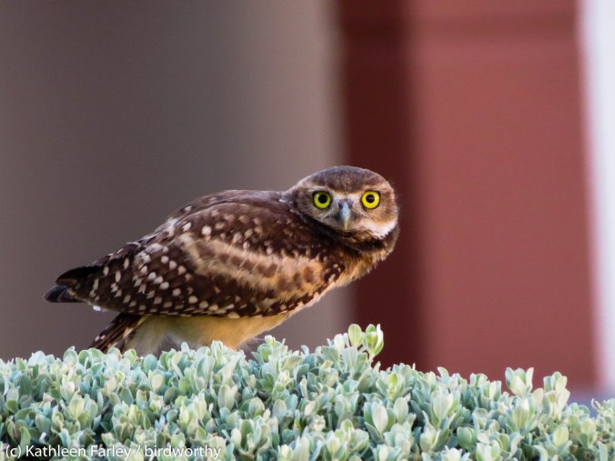 Staring Contest. Burrowing Owl Stakeout, Tucson, Arizona. Photo taken on June 14, 2014.