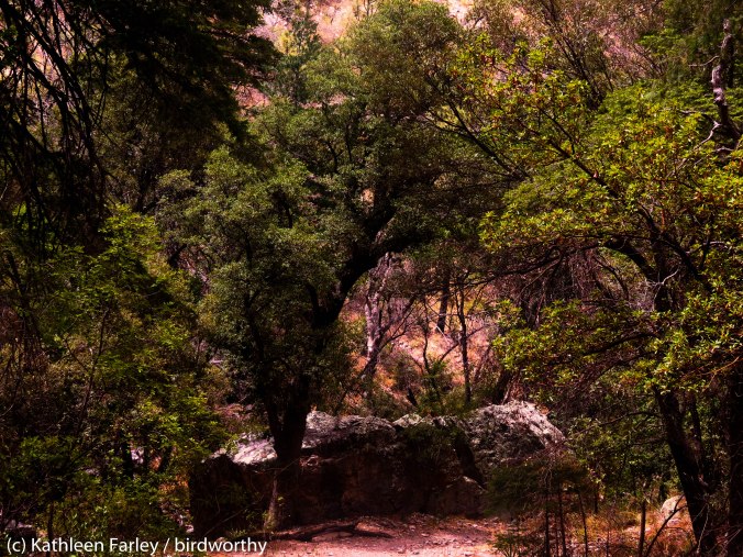 Northern Goshawk tree; no goshawks. Miller Canyon, Arizona. Photo taken on June 16, 2014. 