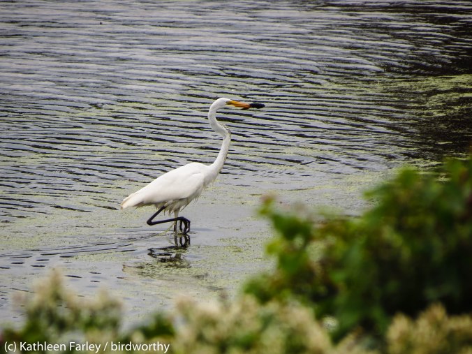 Great Egret with a fish. Cape May, NJ.  Photo taken on October 10, 2014. 