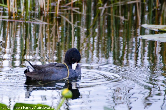 One of our first Florida birds: American Coot. Photo taken on January 2, 2015 with a Nikon 3200 Sigma 500mm.