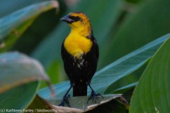 RBA Yellow-headed Blackbird in Florida. Makes up for missing it in the Meadowlands. Photo taken on January 5, 2015 with a Nikon 3200 Sigma 500mm.
