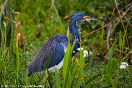 Tricolored Heron, hunting. Photo taken on January 6, 2015 with a Nikon 3200 Sigma 500mm.