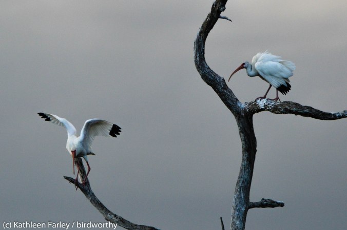 White Ibis perch in a dead tree. Photo taken on January 6, 2015 with a Nikon 3200 Sigma 500mm.
