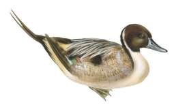 northernpintail