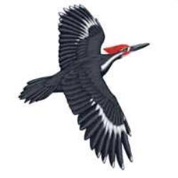 pileatedwoodpecker